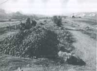 Agricola Cornelia, un raccolto di barbabietole, 1973-81